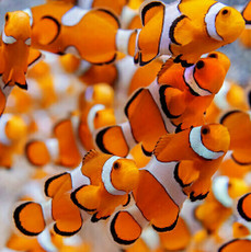 Poster & Photo Paper