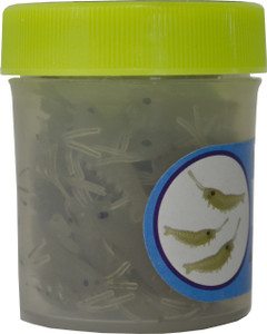 Ice Scentz Freshwater Shrimp Jar Bait Ice Scentz Freshwater Shrimp Jar Bait