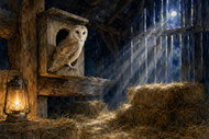 What a barn owl actually needs