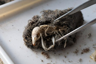 How a pellet is made