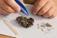 How to Dissect an Owl Pellet: A Step-by-Step Guide