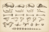 Every bone tells you something