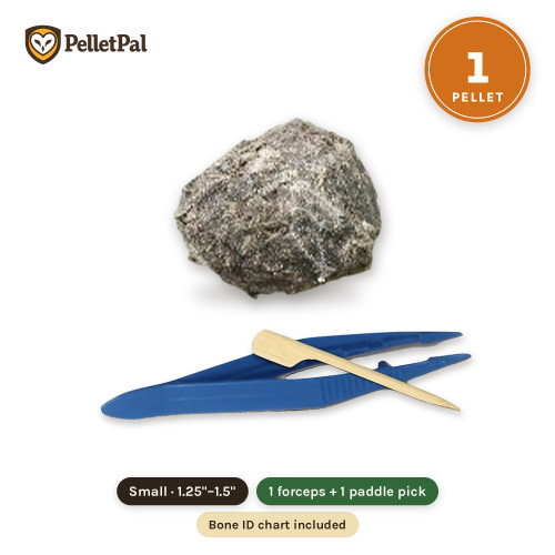 PelletPal Small Pack of 1: one small barn owl pellet (1.25"–1.5") with blue plastic forceps and a bamboo paddle pick; bone ID chart included