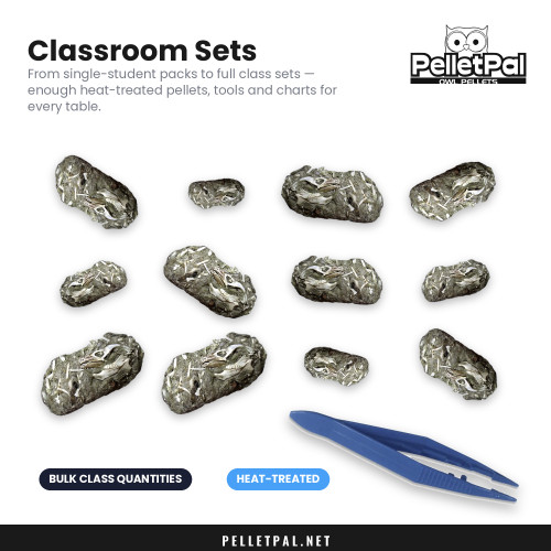 PelletPal classroom sets: a dozen heat-treated barn owl pellets with blue forceps, in bulk class quantities