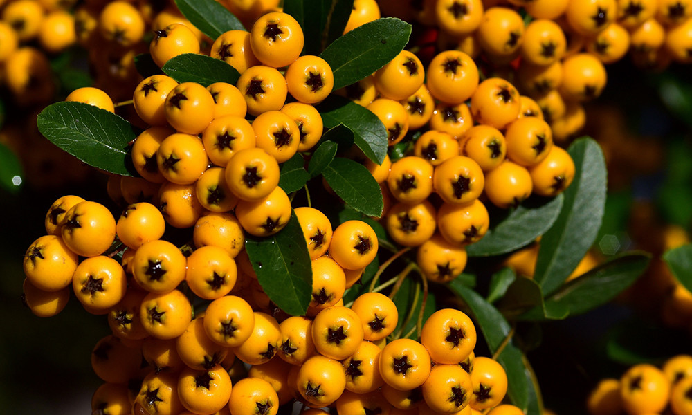 high blood pressure, and mental decline