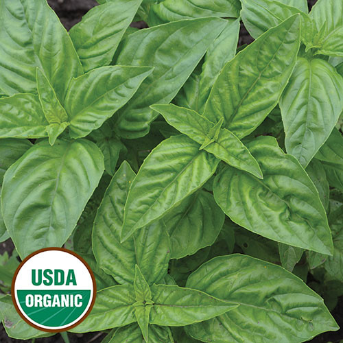 SEED HERB, GENOVESE BASIL