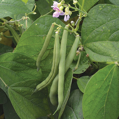 SEED BEAN, PROVIDER