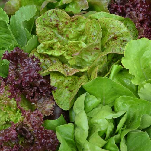 SEED LETTUCE, SSE LETTUCE MIXTURE