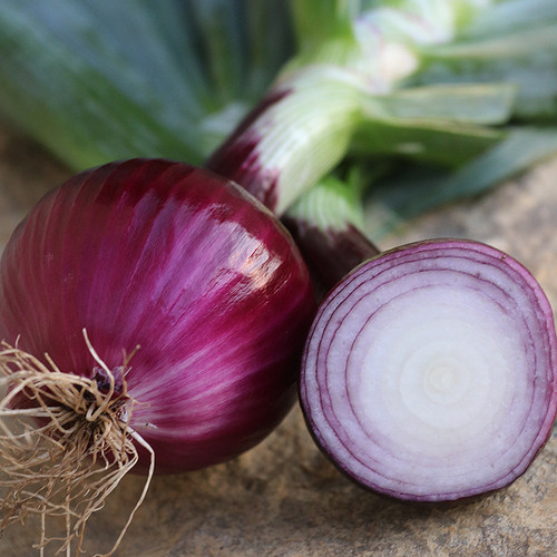 SEED ONION RUBY RED