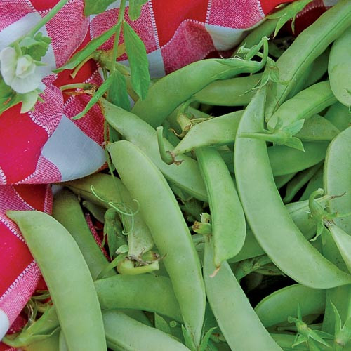 SEED PEA, AMISH SNAP