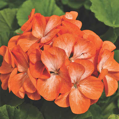 SEED GERANIUM ANNUAL 3.5"