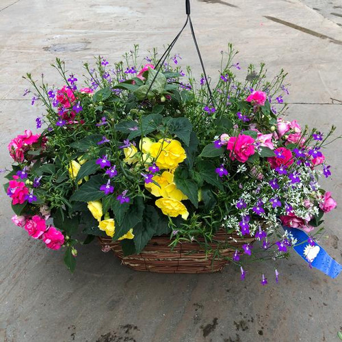 14" HANGING BASKET SQUARE ANNUAL COMBO