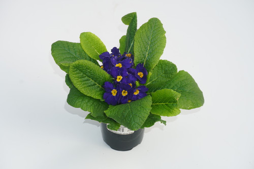 4" PRIMULA