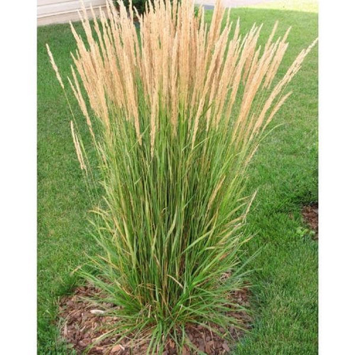 AVALANCHE FEATHER REED GRASS 2G