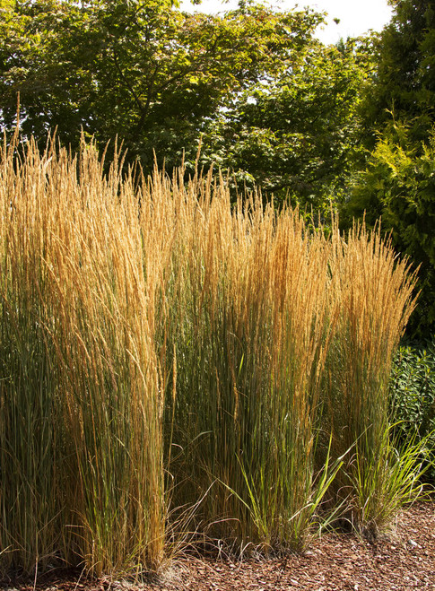 OVERDAM FEATHER REED GRASS 1G