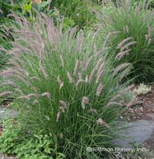 KARLEY ROSE FOUNTAIN GRASS 1G