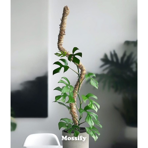 BENDABLE MOSS POLE 30"