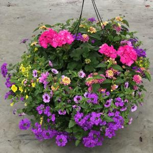 20" COMBO ANNUALS COCO MOSS HANGING BASKET