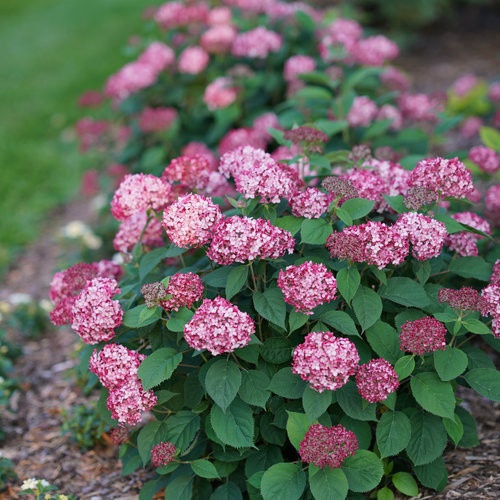 HYDRANGEA INVINCIBELLE RUBY 2G