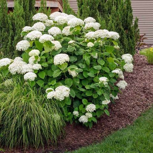 HYDRANGEA ANNABELLE 5G