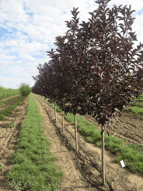 CHOKECHERRY CANADA RED 7G 1"