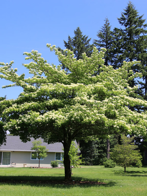 DOGWOOD JUNE SNOW 10G 1"