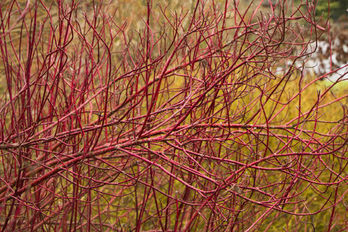 DOGWOOD RED TWIG 1G