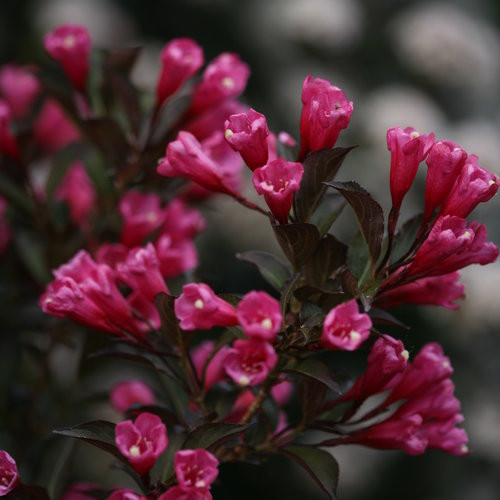 WEIGELA WINE AND ROSES 5G