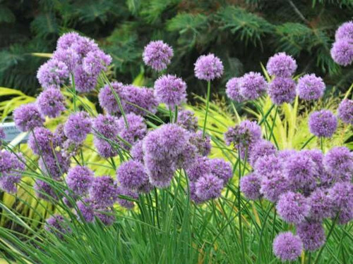 ALLIUM MEDUSA LAVENDER 1G