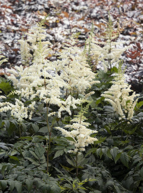 ASTILBE VISIONS WHITE 1G