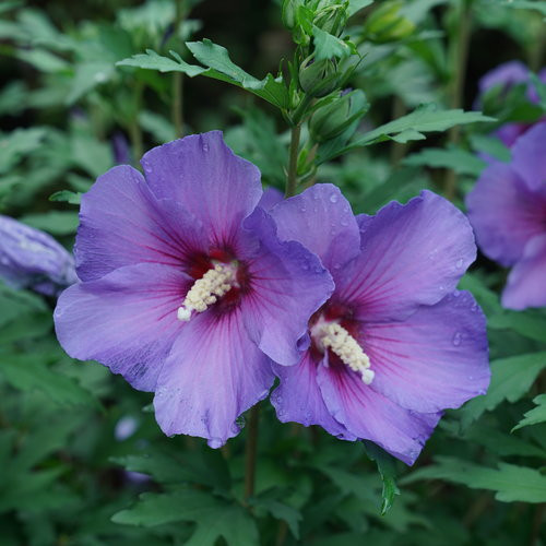 ALTHEA PARAPLU VIOLET 2GS