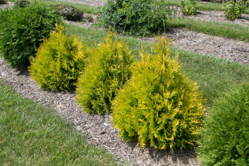 ARBORVITAE LEMON BURST 2GS