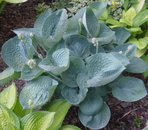 HOSTA LOVE PAT 1GS