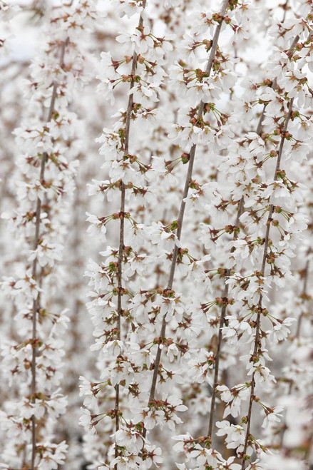 CHERRY SNOW FOUNTAIN 10G