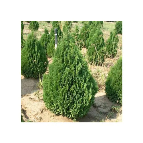 ARBORVITAE HOLMSTRUP 7G