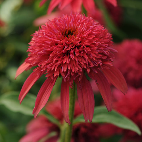 CONEFLOWER DB SCOOP CRANBERRY 1G