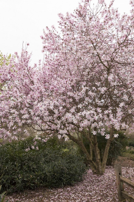 MAGNOLIA LEONARD MESSEL 10G (G785266)