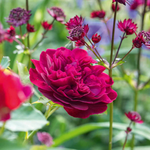 ROSE DARCEY BUSSELL RED 5G
