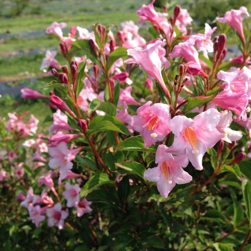 WEIGELA SONIC BLOOM PUR PINK 2GS