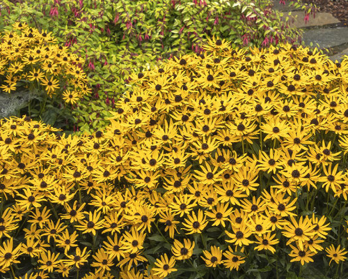 RUDBECKIA LITTLE GOLDSTAR 1G