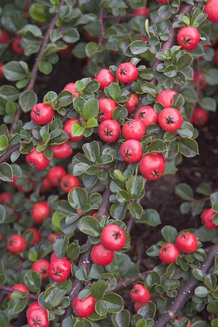 COTONEASTER CRANBERRY 1G