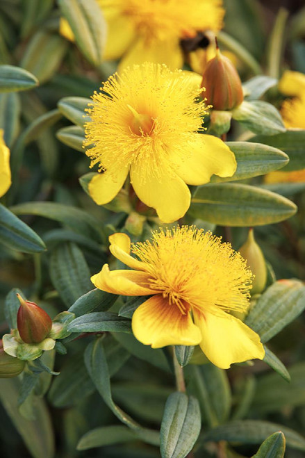 HYPERICUM SUNBURST 2G