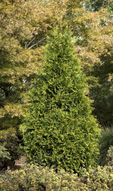 ARBORVITAE TINY TOWER 2G