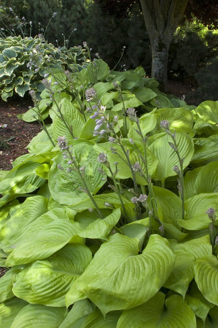 HOSTA SUM AND SUBSTANCE 2G