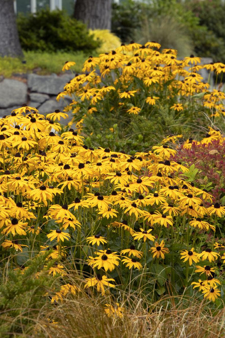 RUDBECKIA GOLDSTURM 1G