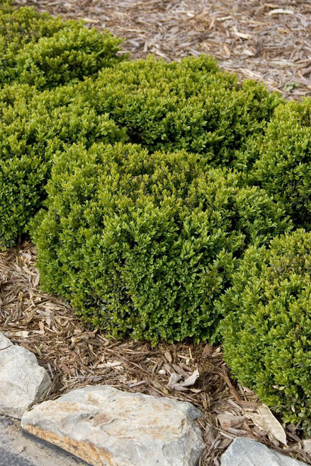 BOXWOOD GREEN VELVET 1G