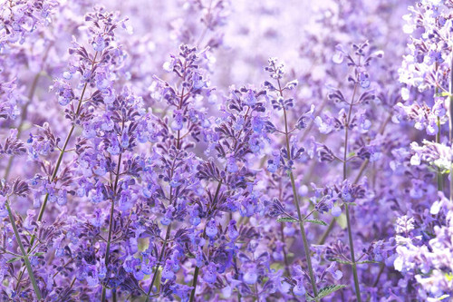 CATMINT WALKER JUNIOR 1G