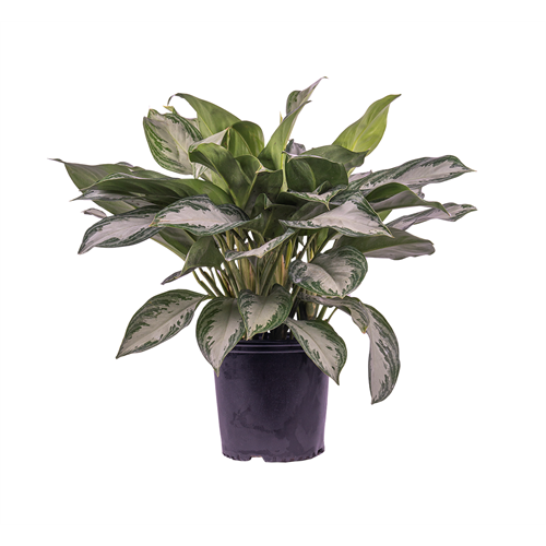 10" ALGAONEMA SILVER BAY