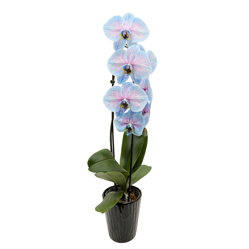 5" PHAL. WATERFALL GEM ORCHID