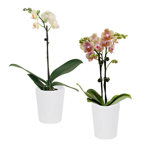 3" PHAL. ORCHID IN CERAMIC
